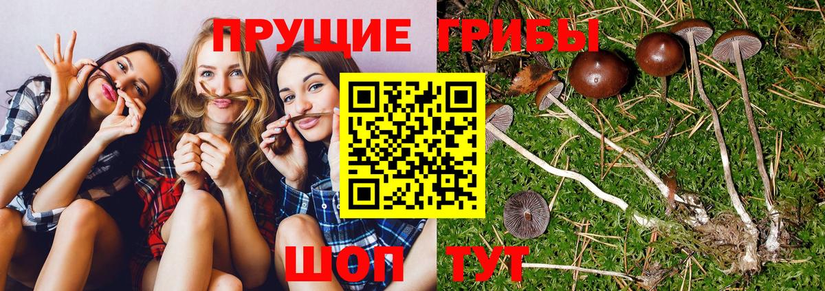 Галлюциногенные грибы GOLDEN TEACHER  Вход с VPN  Борзя 